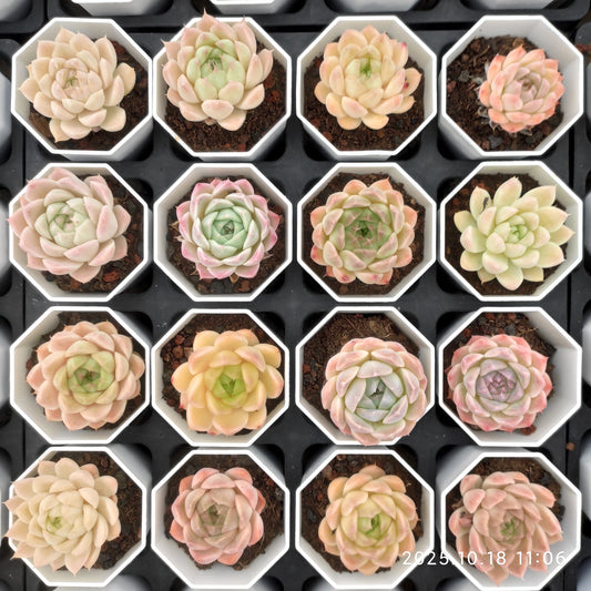 21567 Echeveria Queens Rose Hyb (7cm pot size)