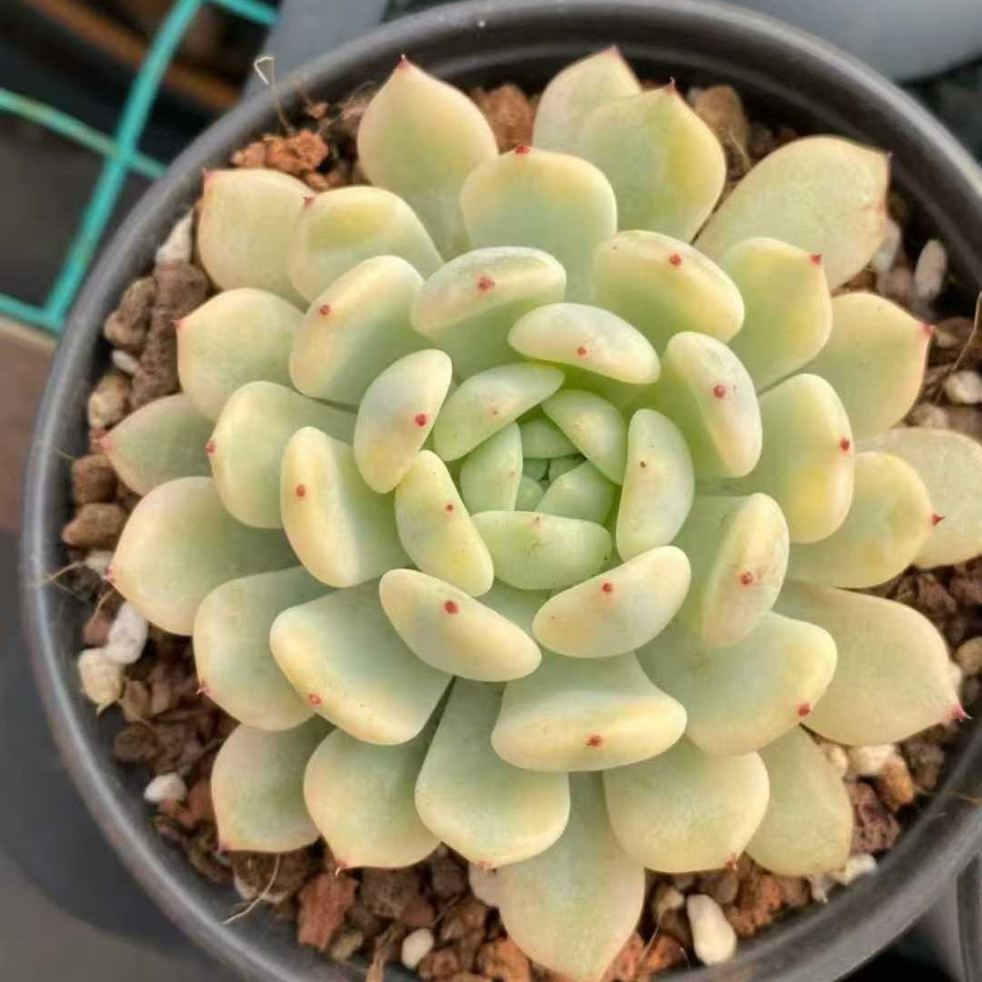 24853 Echeveria Beyonte Variegated (9cm pot size)