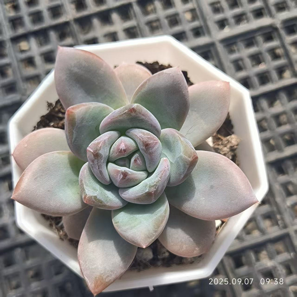 FFH110 Echeveria Spark Snow(6cm pot size)
