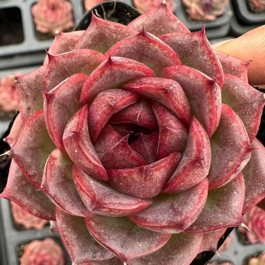 23434 Echeveria Cuttlefish (5cm pot size)