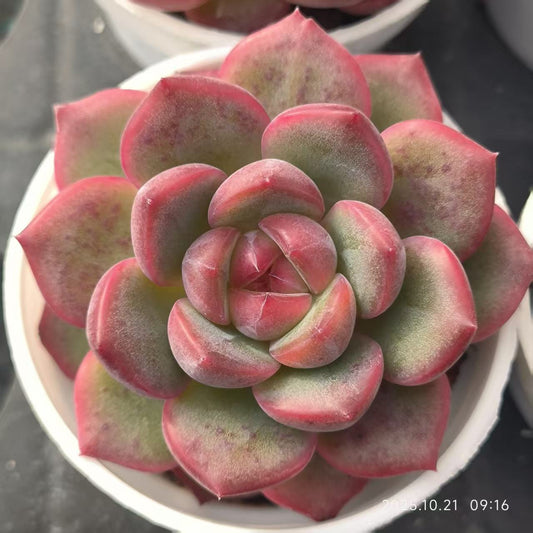 XL124 Echeveria Lolly Jenny(5cm pot size)