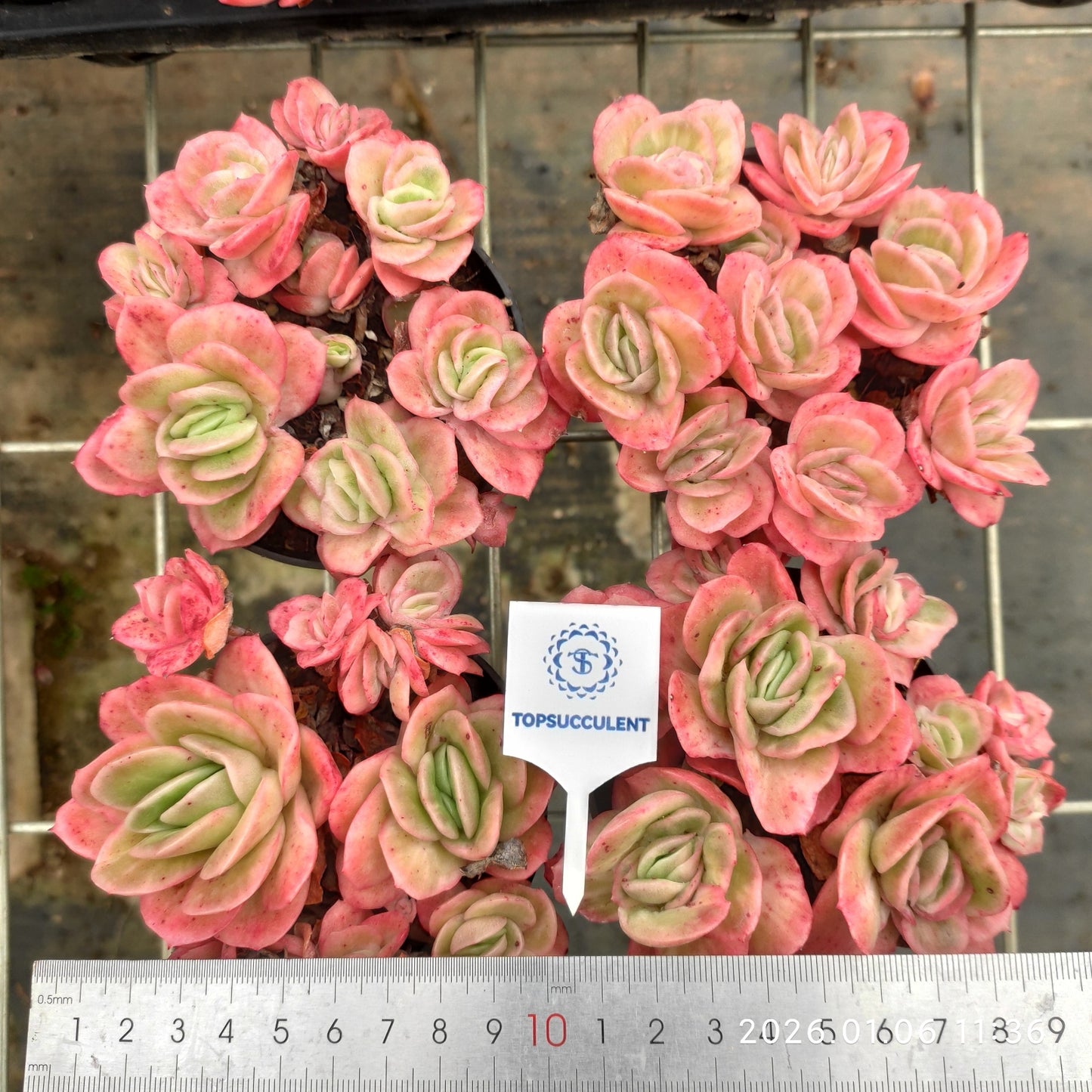22262 Echeveria Ice Rose (9cm pot size)