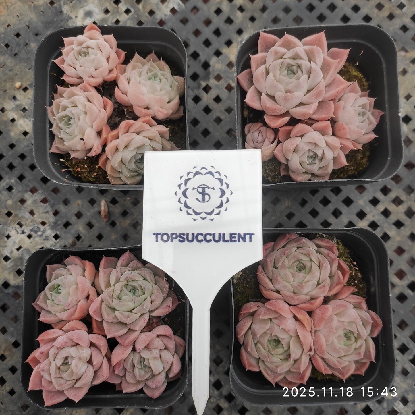 22913 Echeveria Shirley (7cm pot size)