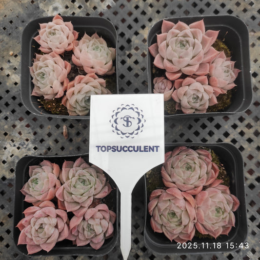 22913 Echeveria Shirley (7cm pot size)