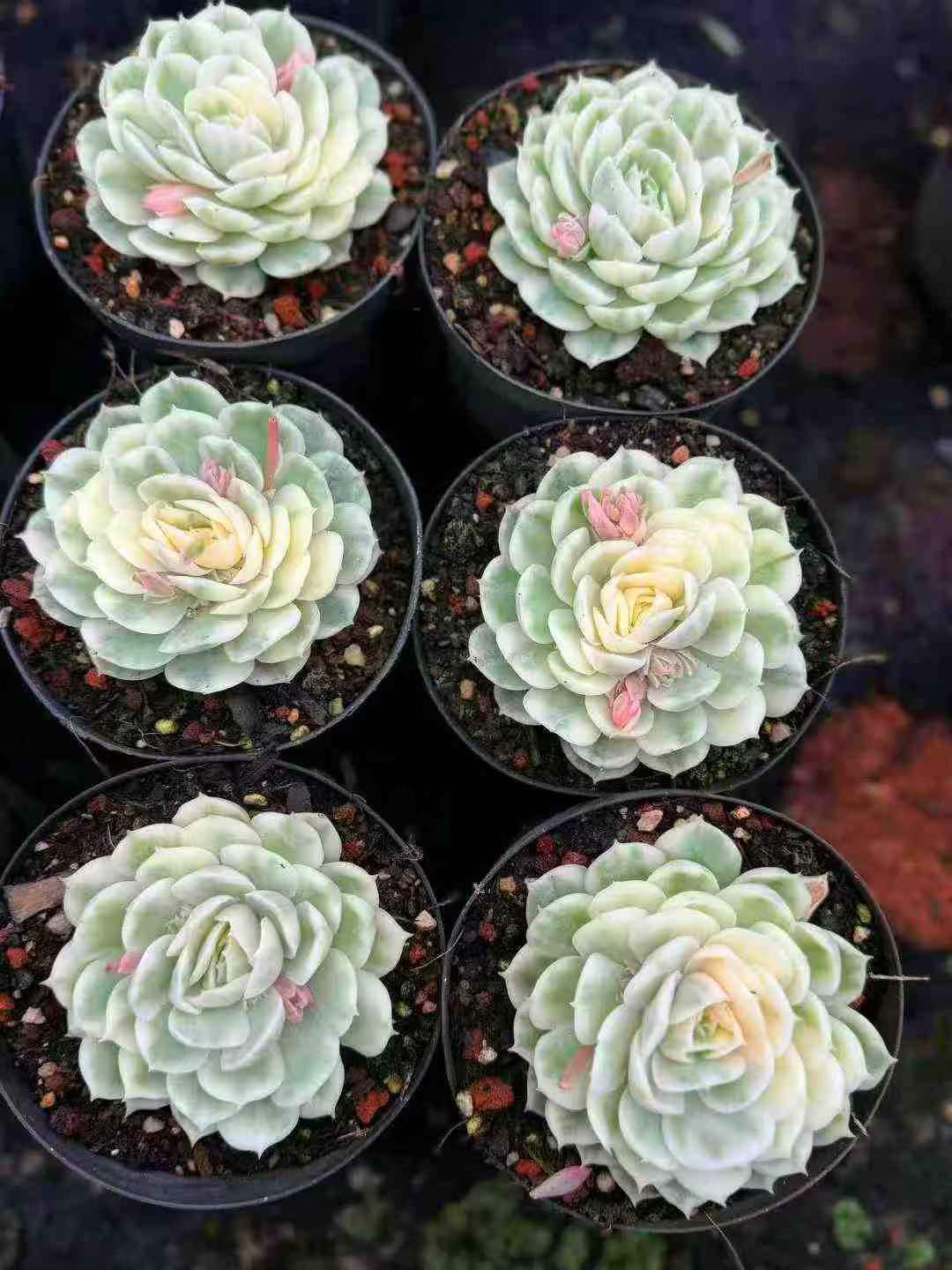 264415 Echeveria Onslow Variegated (12cm pot size)