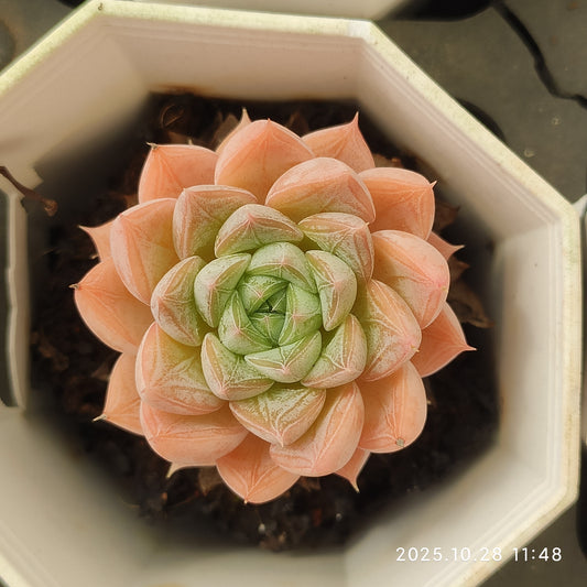 19482 Echeveria Shadow (7cm pot size)