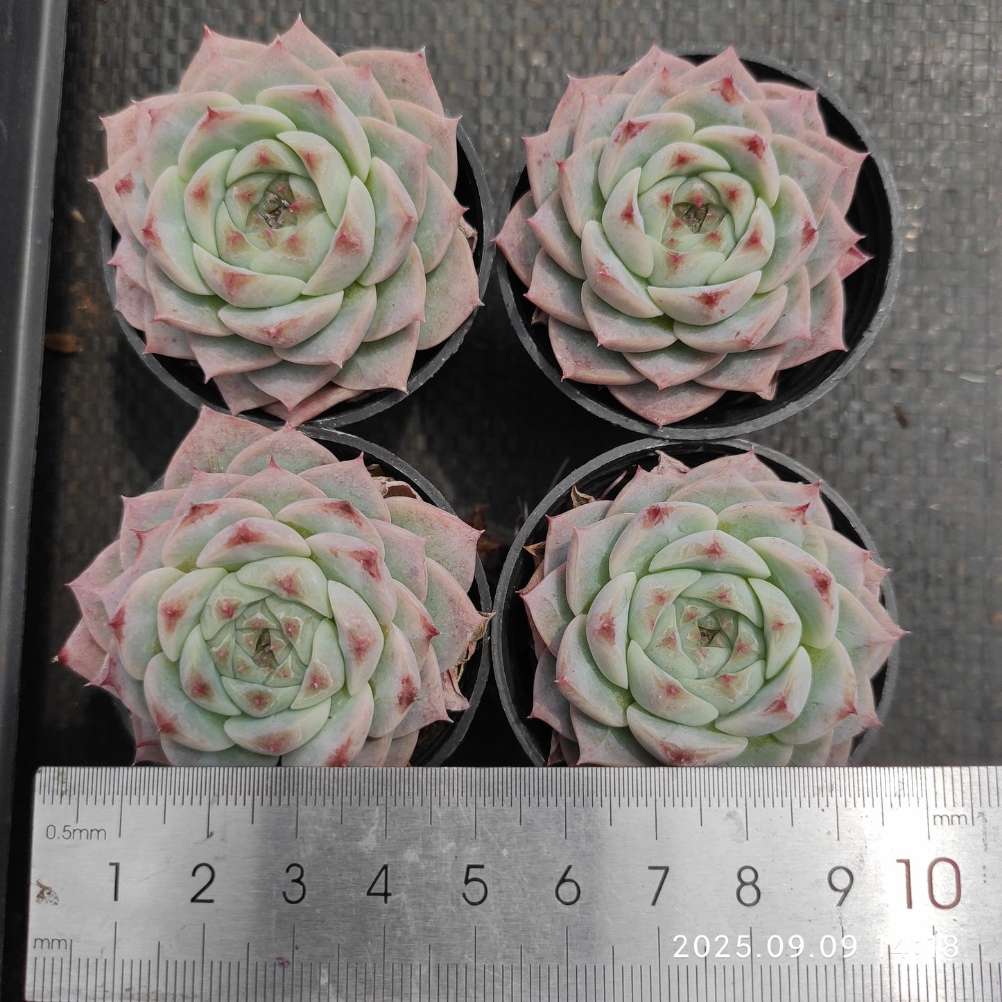 MMT887 Echeveria Red Velvet(5.5cm pot size)