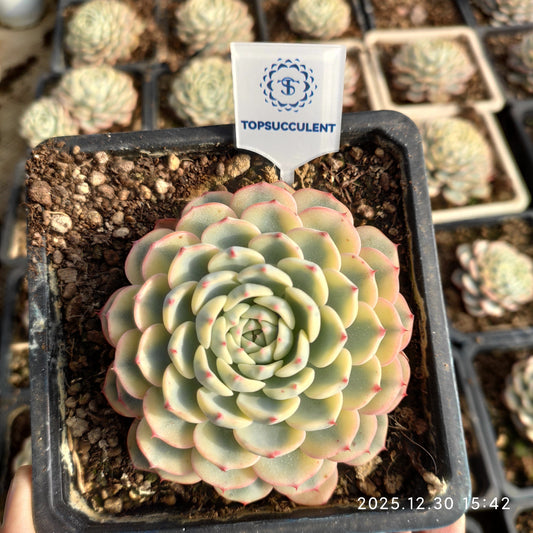 24138 Echeveria White Minima Variegated (14cm pot size)