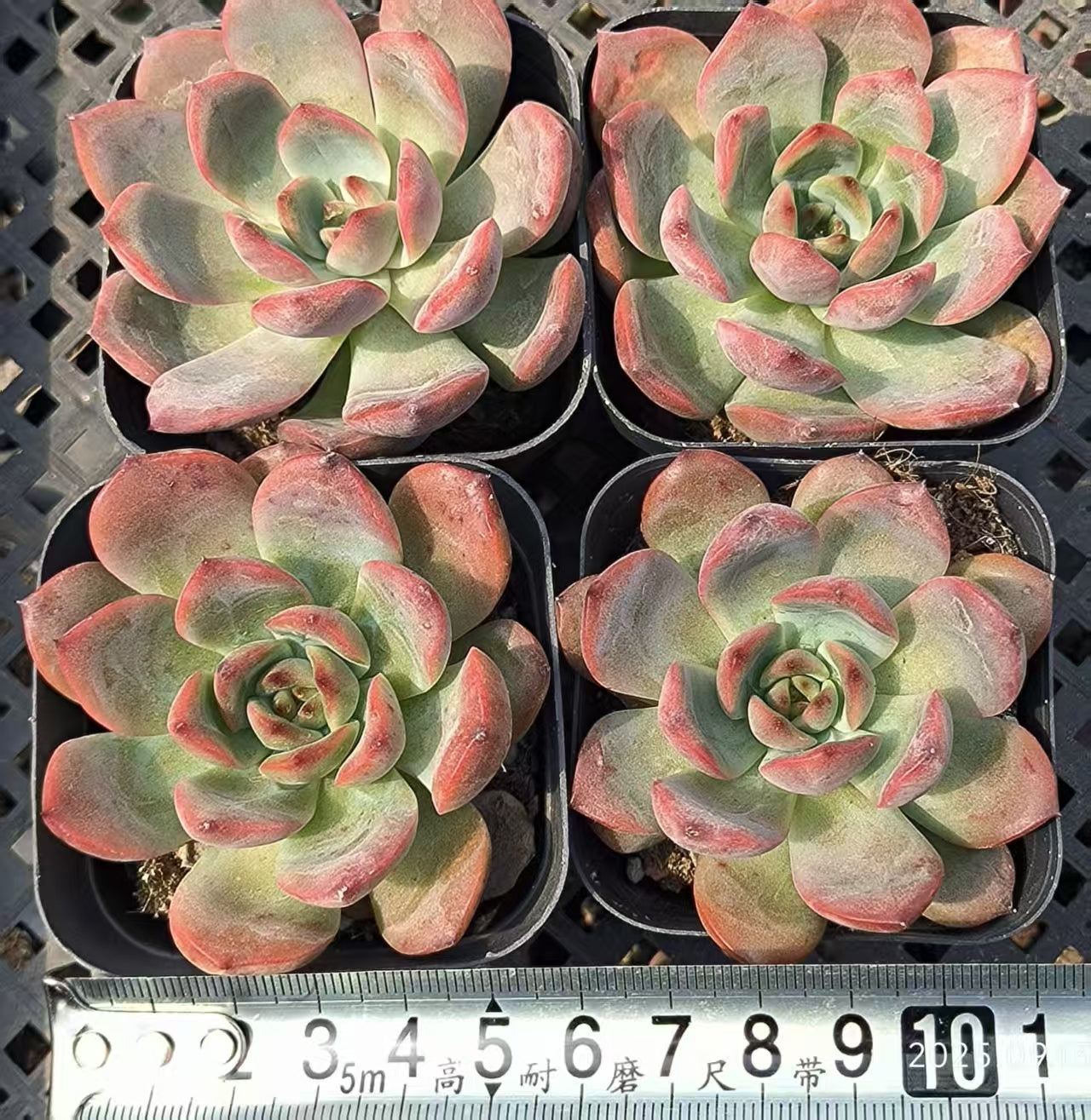 GR395 Echeveria Madonna(6.5cm pot size)