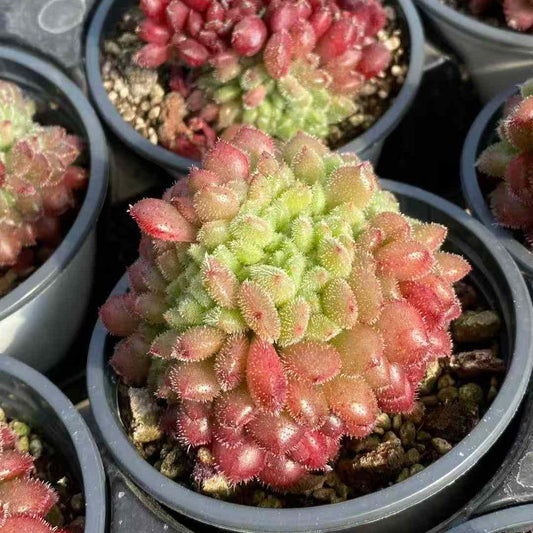 19704 Echeveria Carol Cristata (9cm pot size)