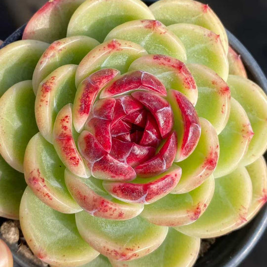 24843 Echeveria Verdantis (9cm pot size)