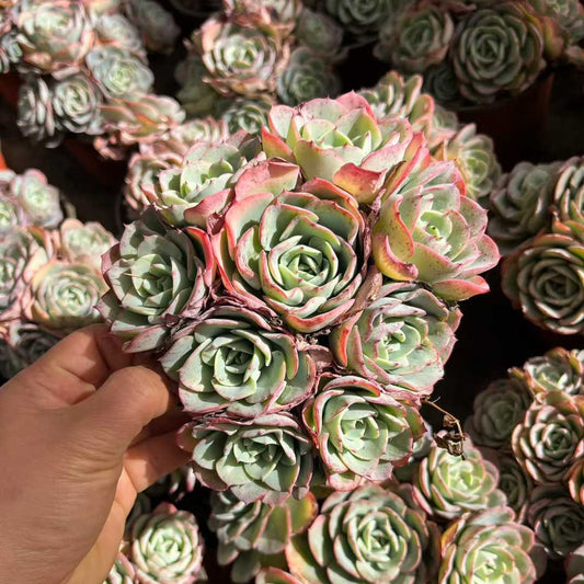 23558 Echeveria Peaches & Cream (12cm pot size)