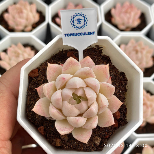 15336 Echeveria Queen of Peach (7cm pot size)