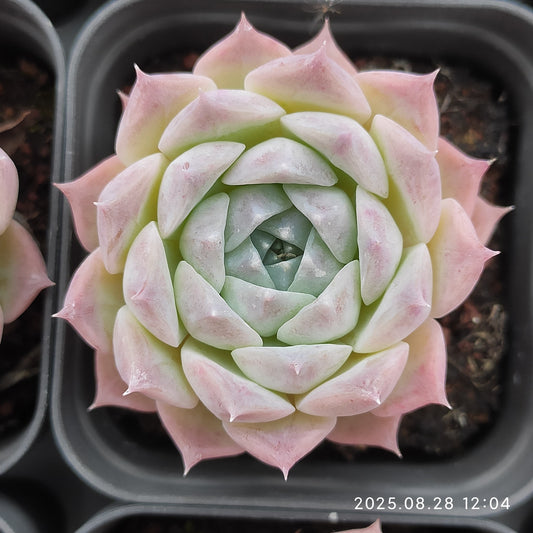YBB037 Echeveria Rosalia(5.5cm pot size)