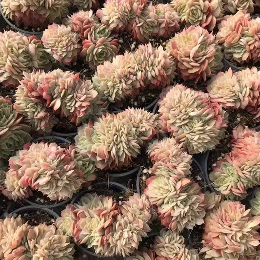 25795 Echeveria Onslow Cristata (9cm pot size)