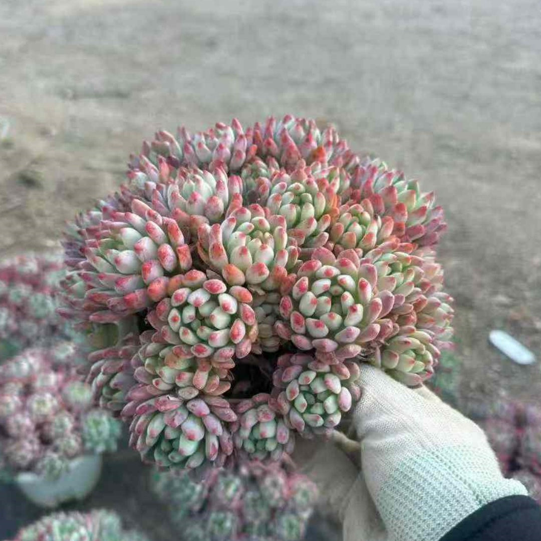 23395 Echeveria Blue Elf (16cm pot size)