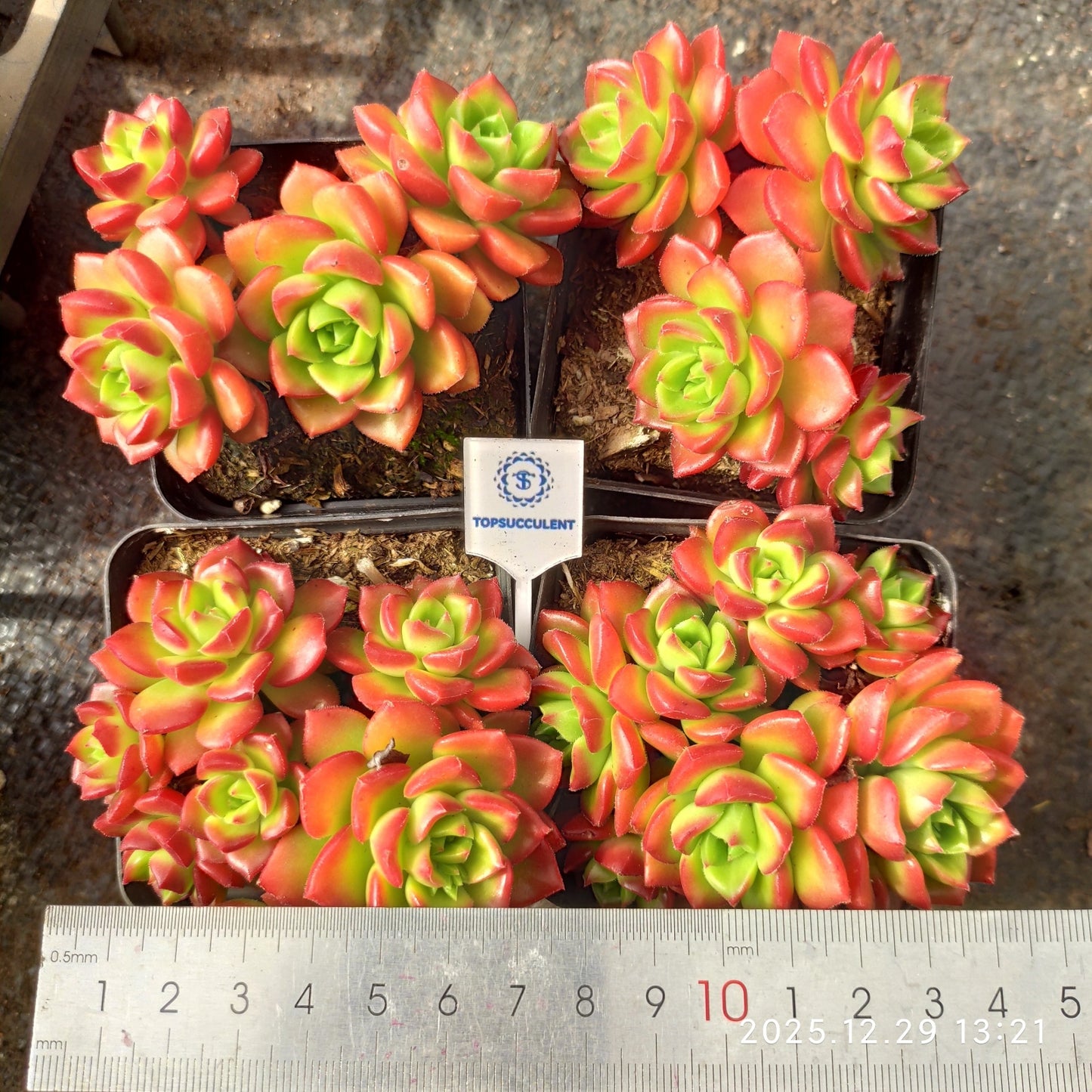 24090 Echeveria Letizia (7cm pot size)
