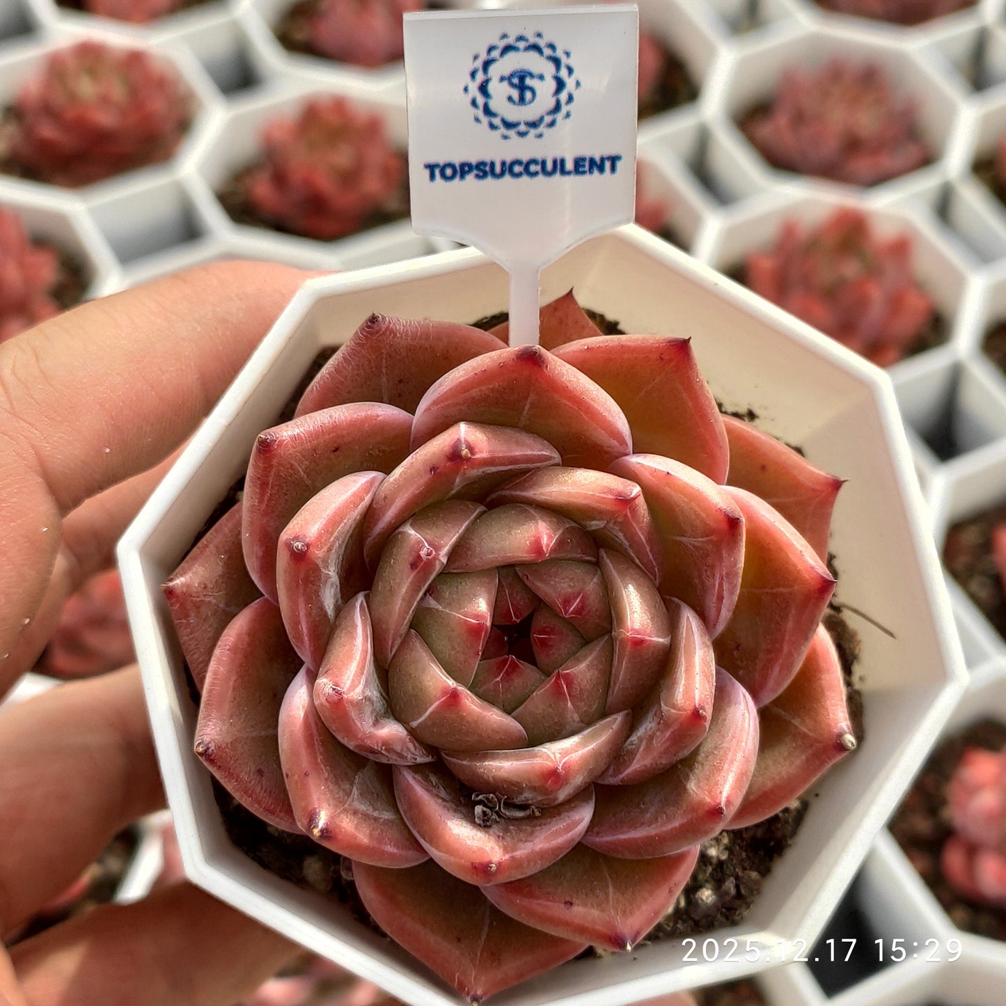 17305 Echeveria Caramel (7cm pot size)