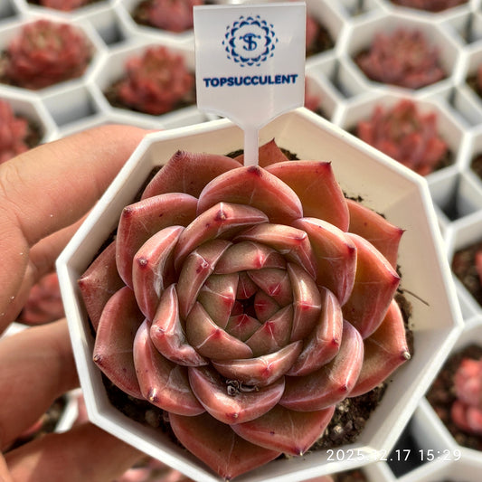 17305 Echeveria Caramel (7cm pot size)