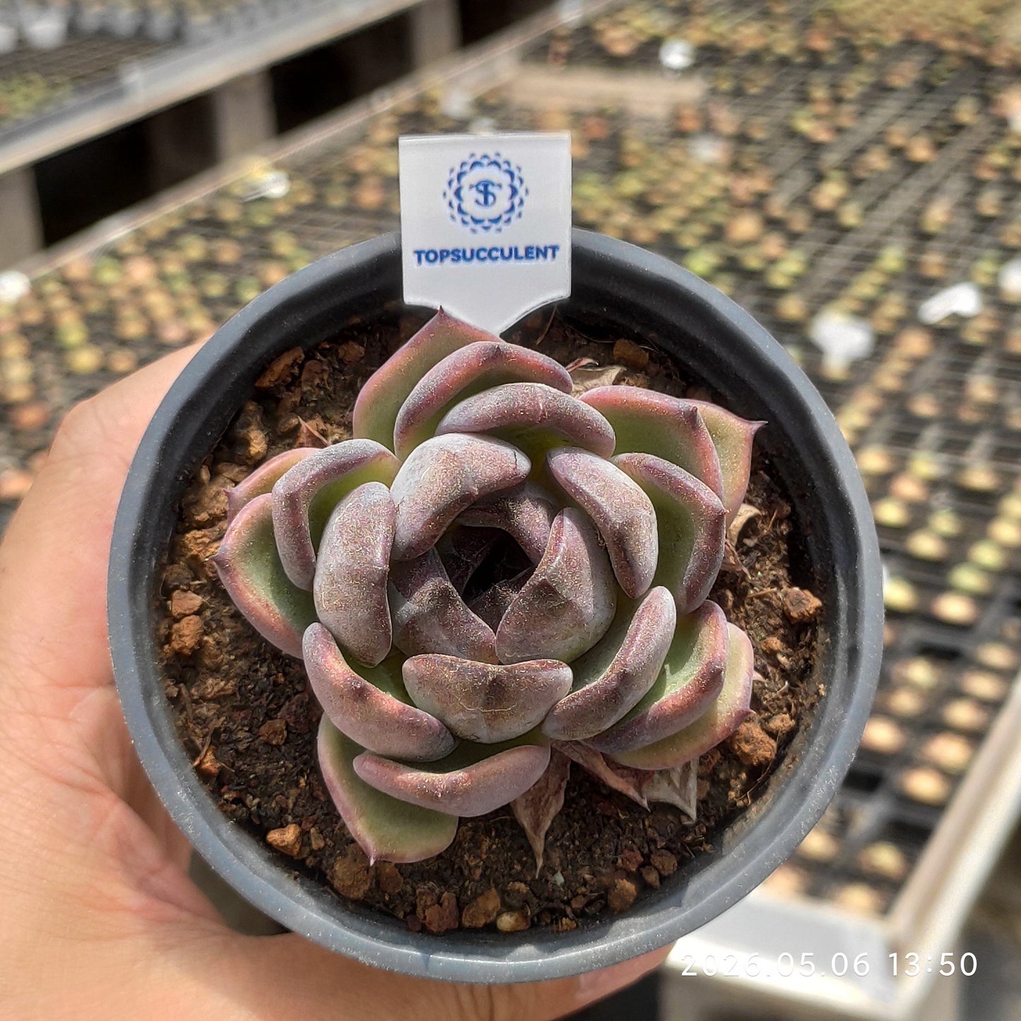 23755 Echeveria Plum Core (9cm pot size)