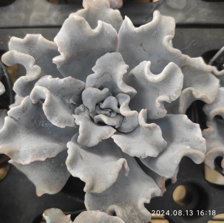 ZSM1017 Echeveria Crispate Beauty