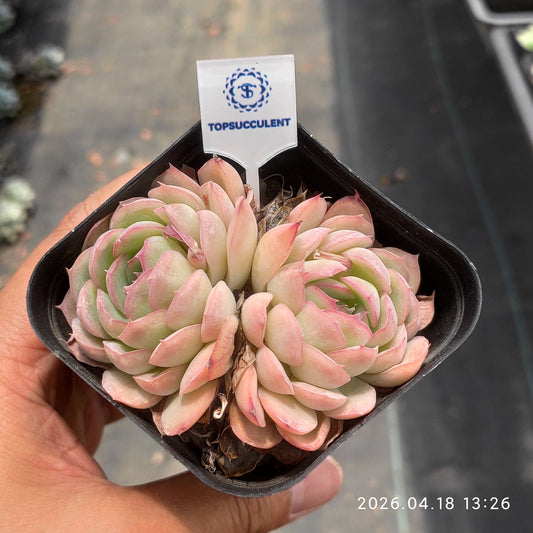 25955 Echeveria Strawberry Ice (7cm pot size)