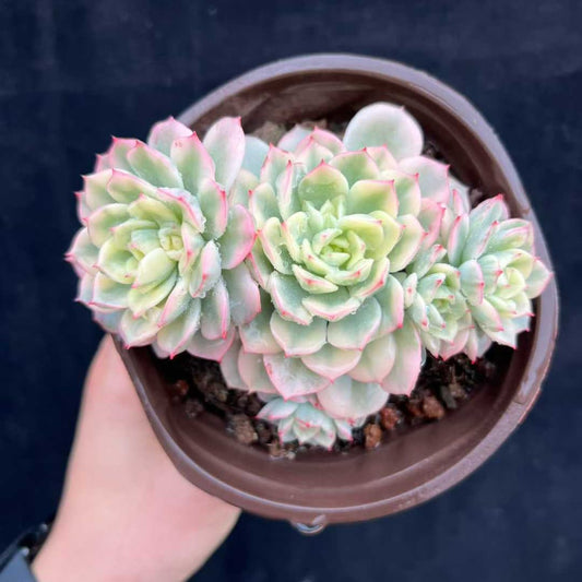 22547 Echeveria Victor Variegated (12cm pot size)