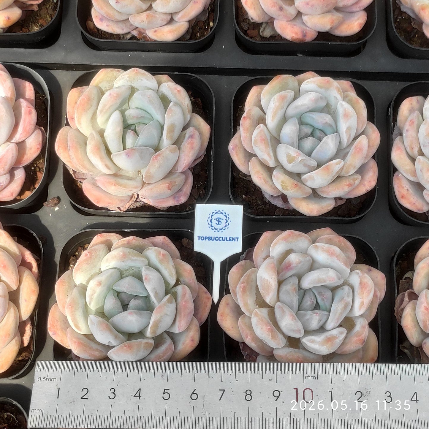 80514 Echeveria Orange Monroe (6.5cm pot size)