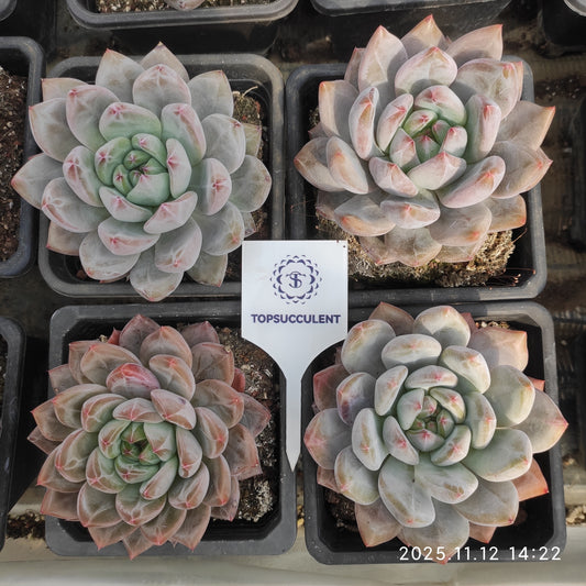 21063 Echeveria Pink Elephant (10cm pot size)