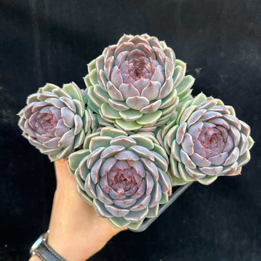24158 Echeveria Good Omen (18cm pot size)