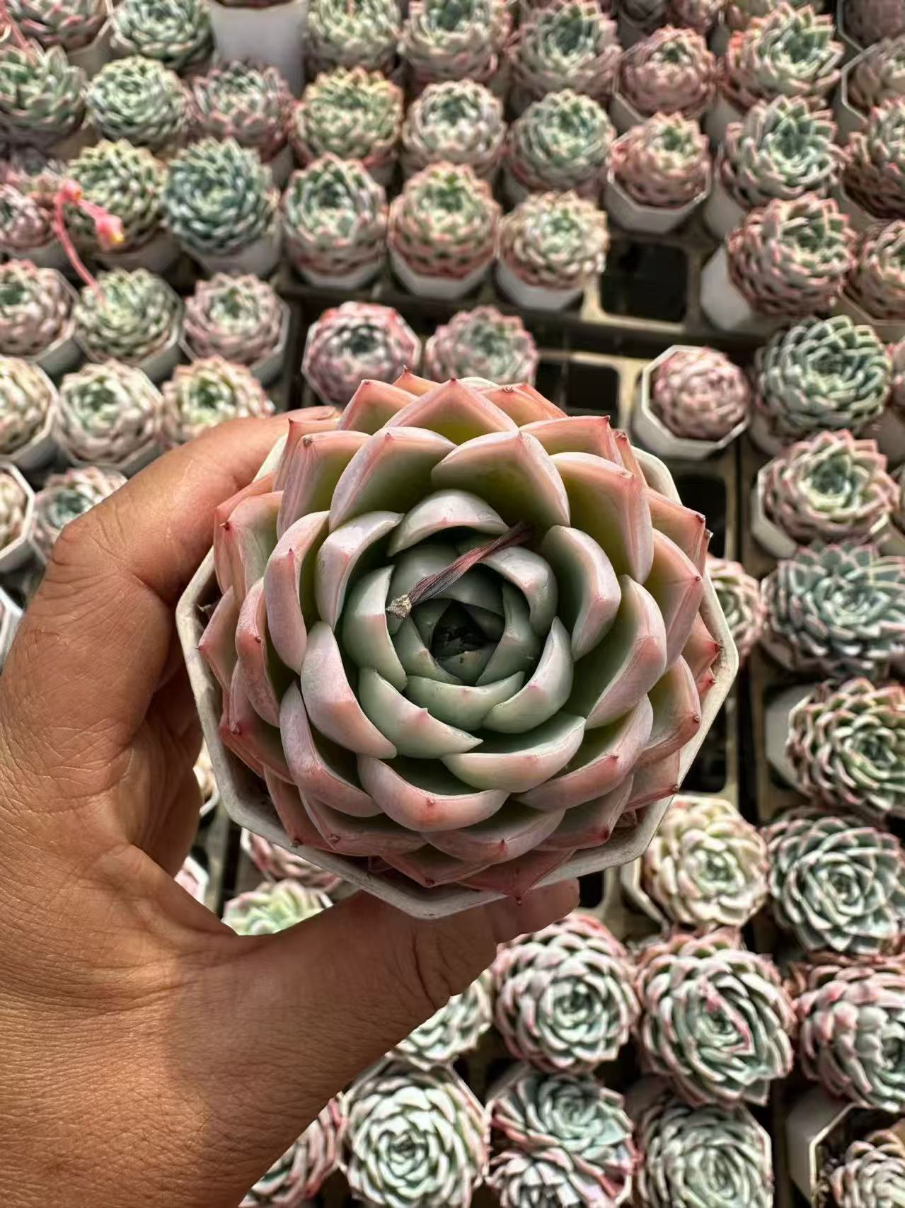 264143 Echeveria Alone Star (7cm pot size)