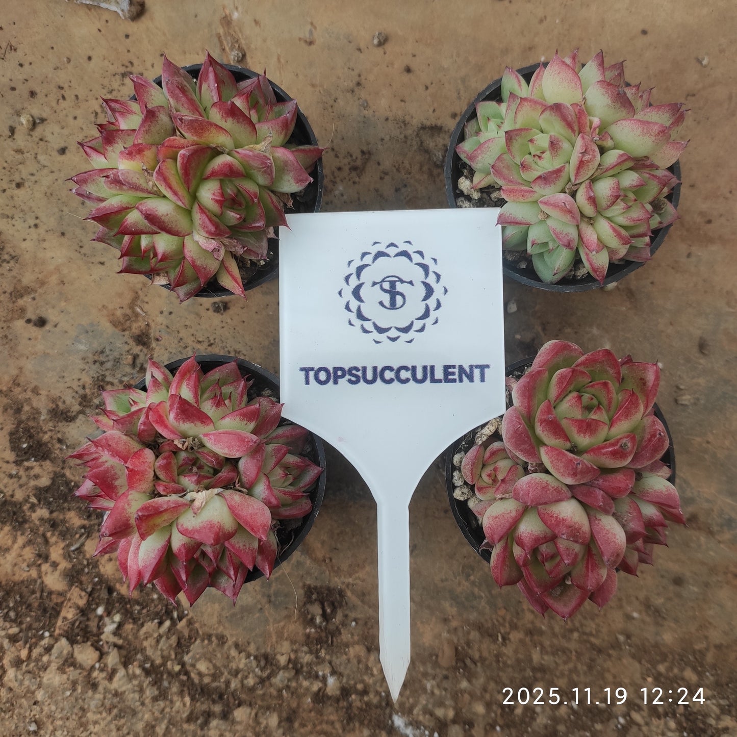 20875 Echeveria Dream Queen (5.5cm pot size)