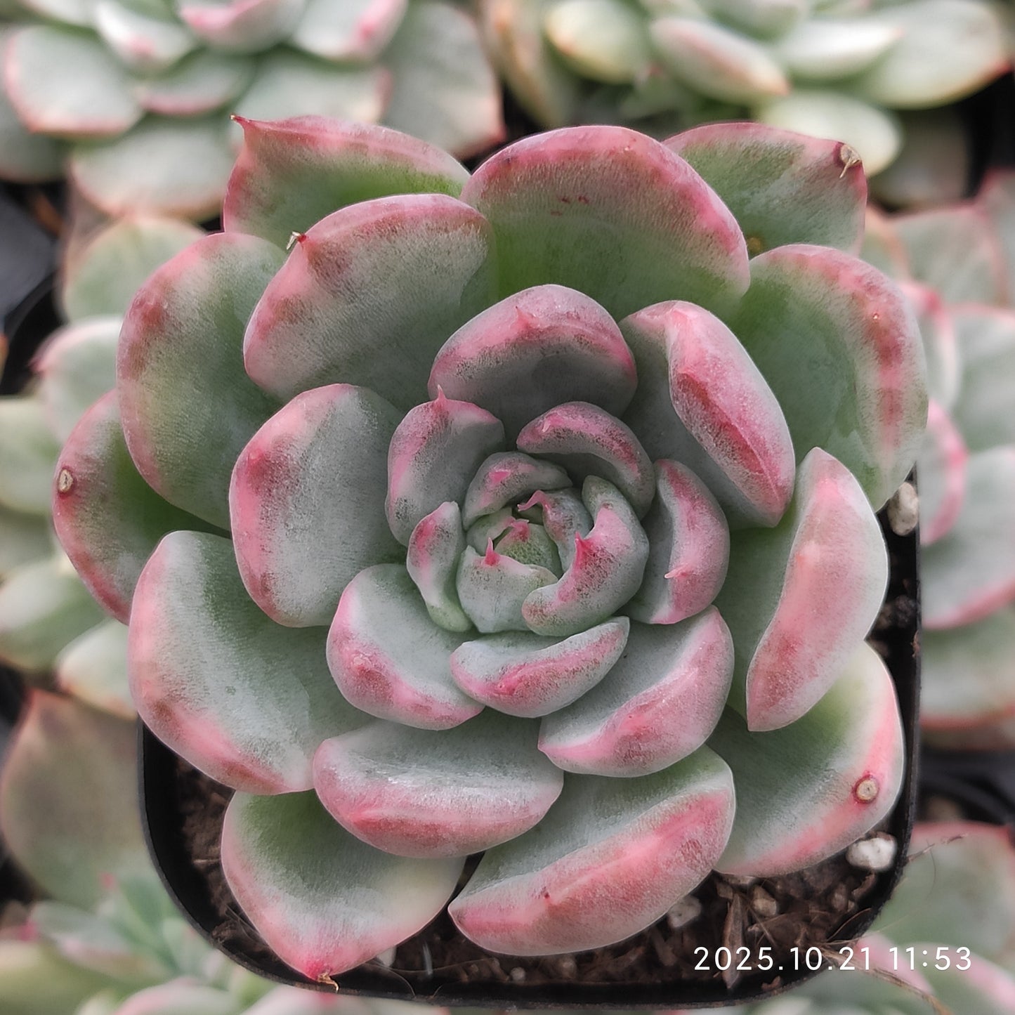 21865 Echeveria Prodidity Variegated (6.3cm pot size)