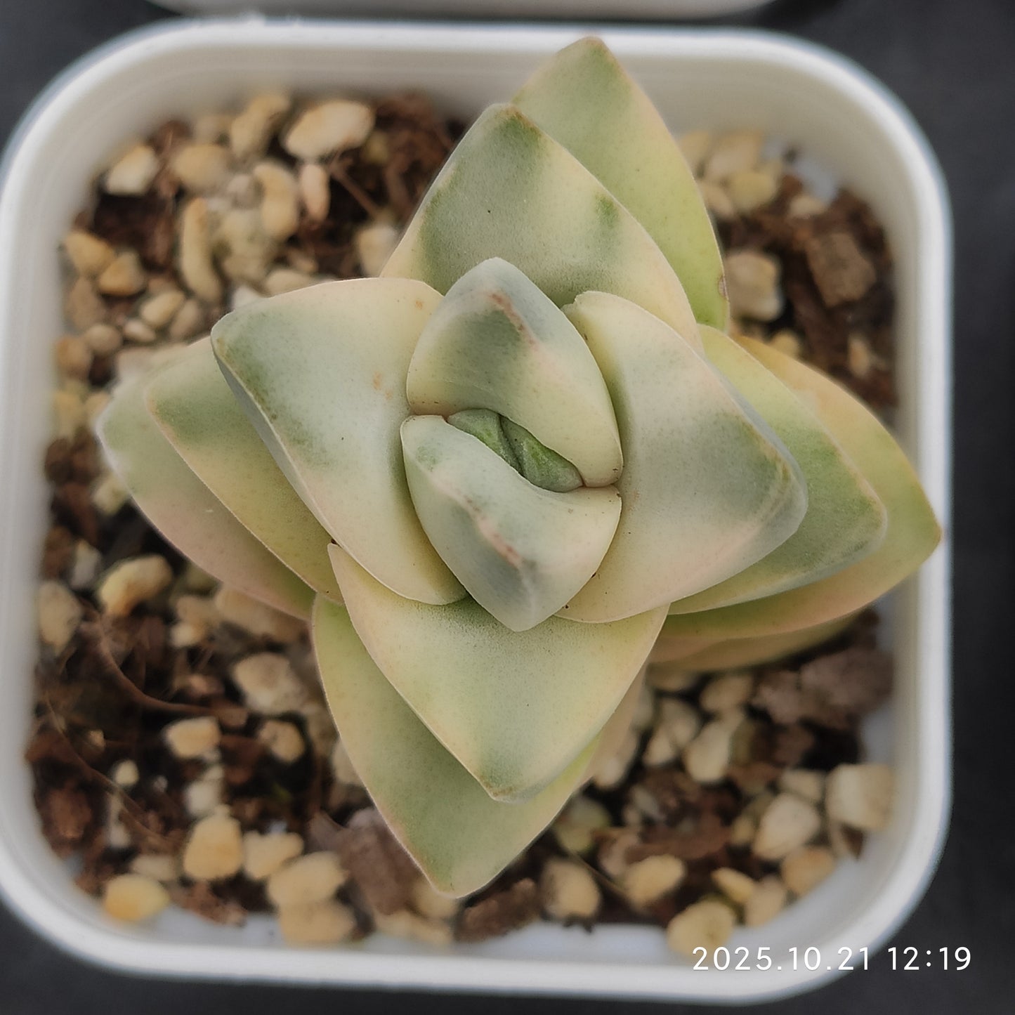 7910 Echeveria Moonglow Variegated (5.5cm pot size)
