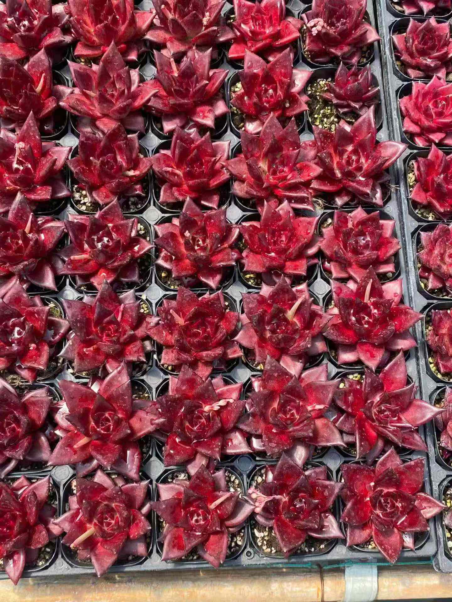 3264 Echeveria Robin (6.3cm pot size)