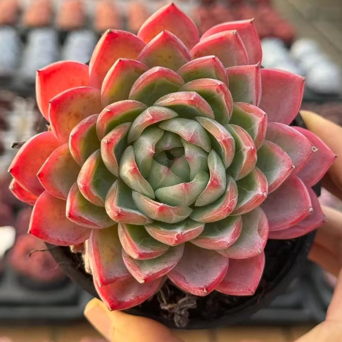21468 Echeveria Crystal Grass (10cm pot size)