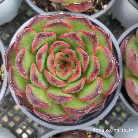 11862 Echeveria Red Moran (9cm pot size)