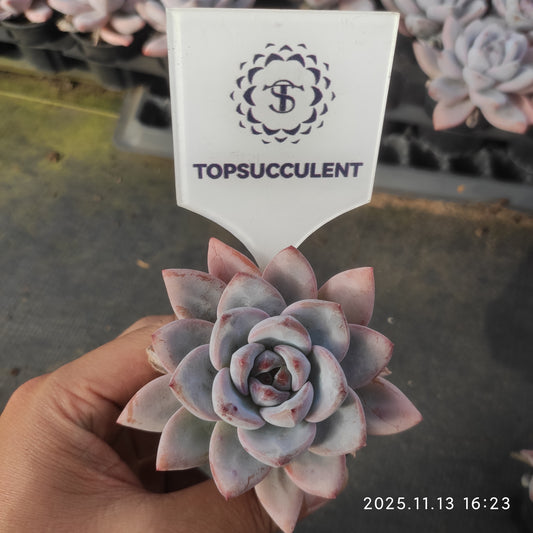 20066 Echeveria Spark Snow (5.5cm pot size)