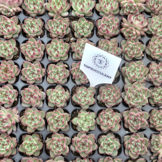 23968 Echeveria Tuscany (3cm pot size)