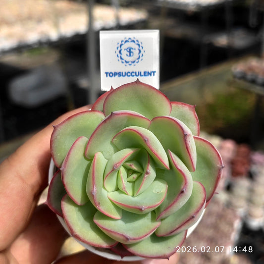 12751 Echeveria Modan Jeong (5.5cm pot size)