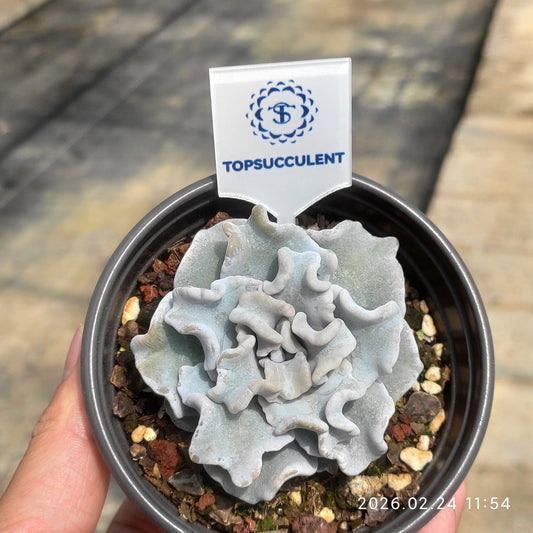 25900 Echeveria Crispate Beauty (9cm pot size)