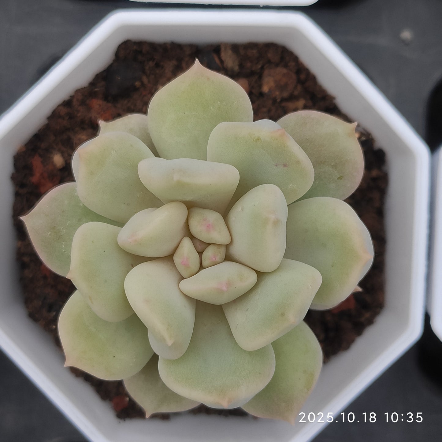 15265 Echeveria Super Milk (7cm pot size)