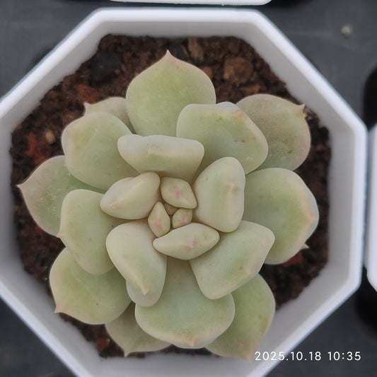 15265 Echeveria Super Milk (7cm pot size)