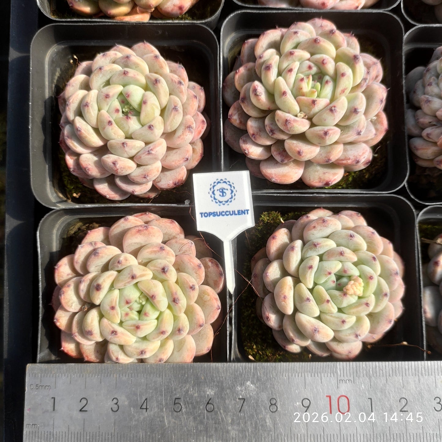 12790 Echeveria Beyonte (6.5cm pot size)