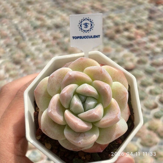 361395 Echeveria Ice Green (7cm pot size)