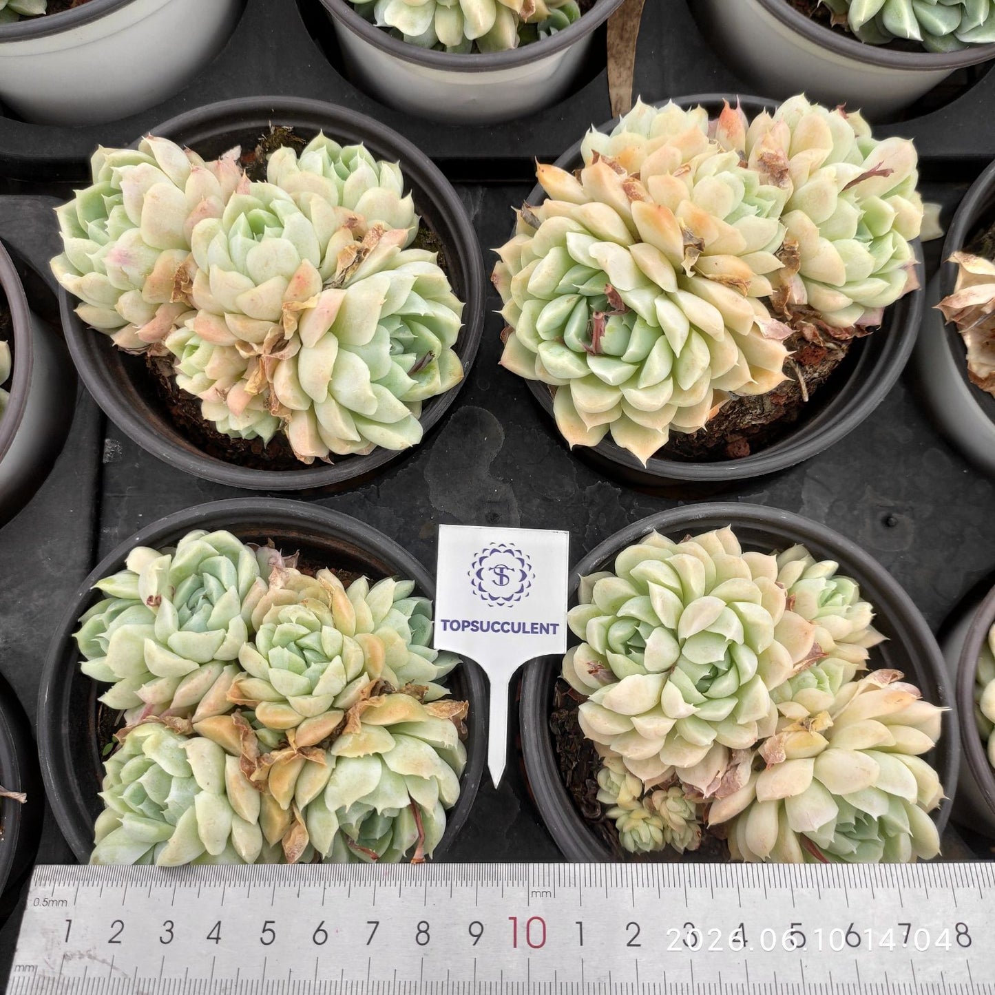 361450 Echeveria Hughmillus (9cm pot size)