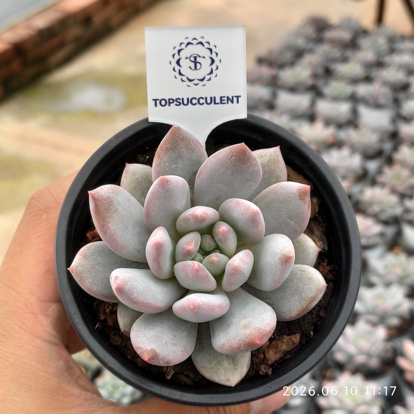 25619 Echeveria Half Summer (9cm pot size)