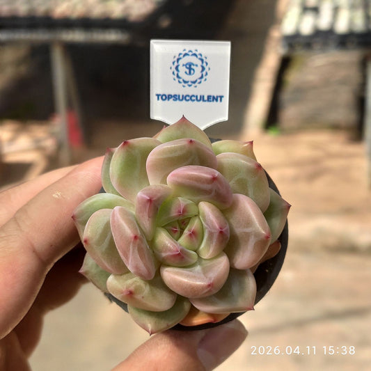 361493 Echeveria Orange Monroe Q (6cm pot size)