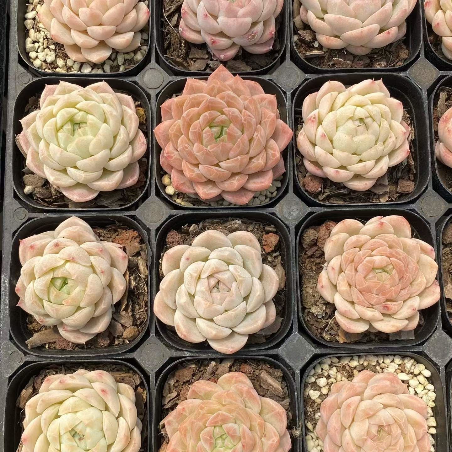 360959 Echeveria Drunken Face (6.3cm pot size)