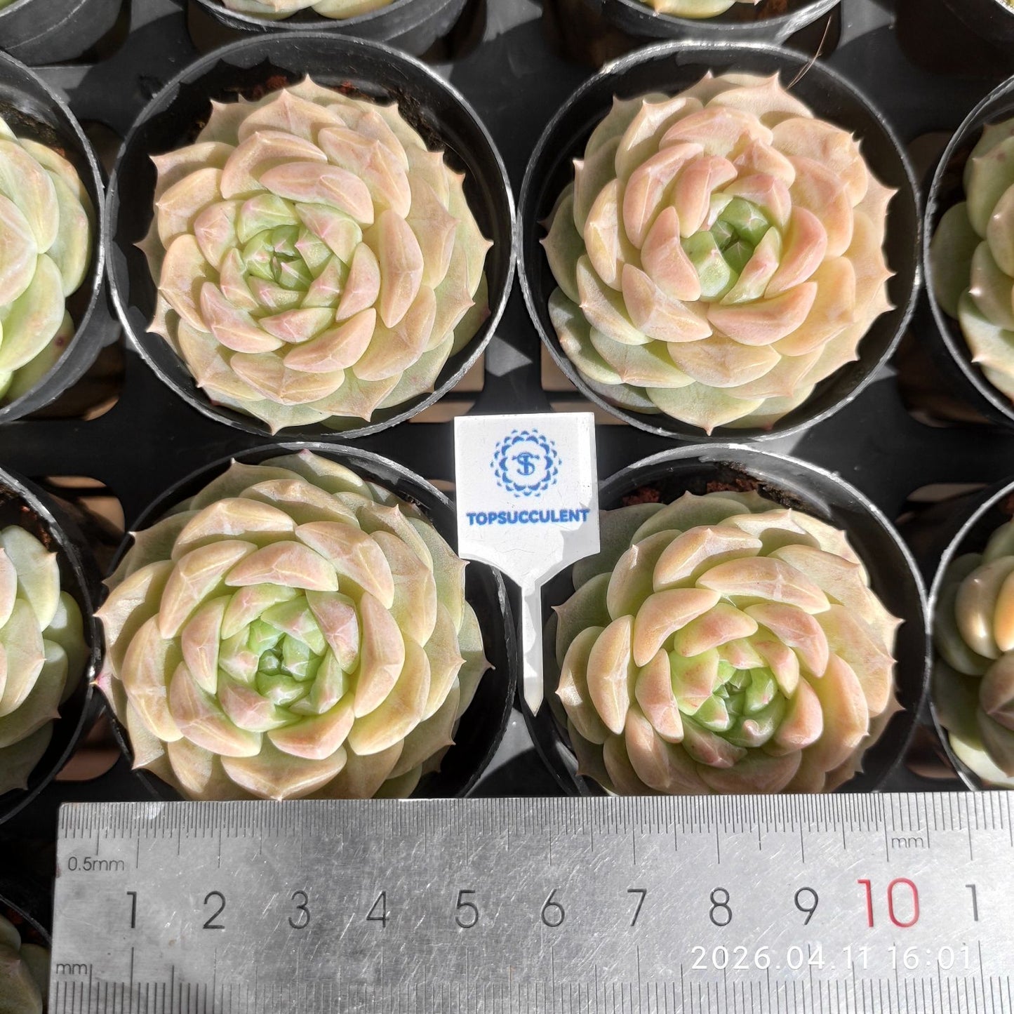 361507 Echeveria Melon Ice (6cm pot size)